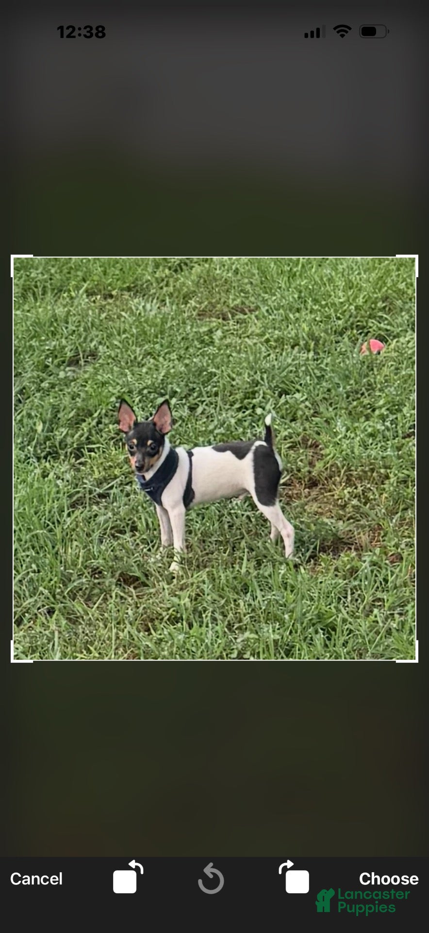 Toy Fox Terrier dogs Toy Fox Terrier 2 - Ad 2