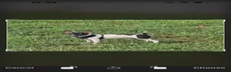 Toy Fox Terrier dogs for sale: Toy Fox Terrier 2 - Ad 2