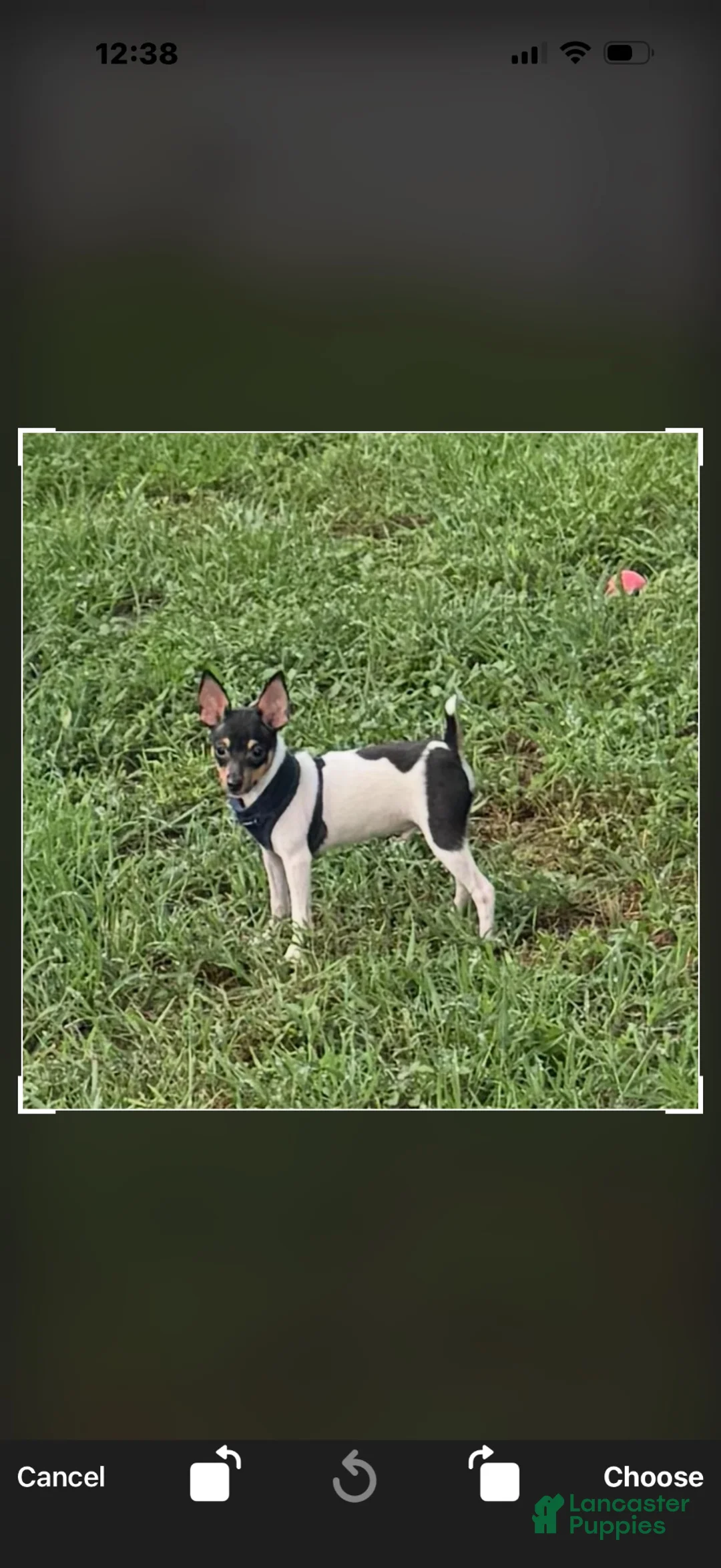 Toy Fox Terrier dogs for sale: Toy Fox Terrier 2 - Ad 2