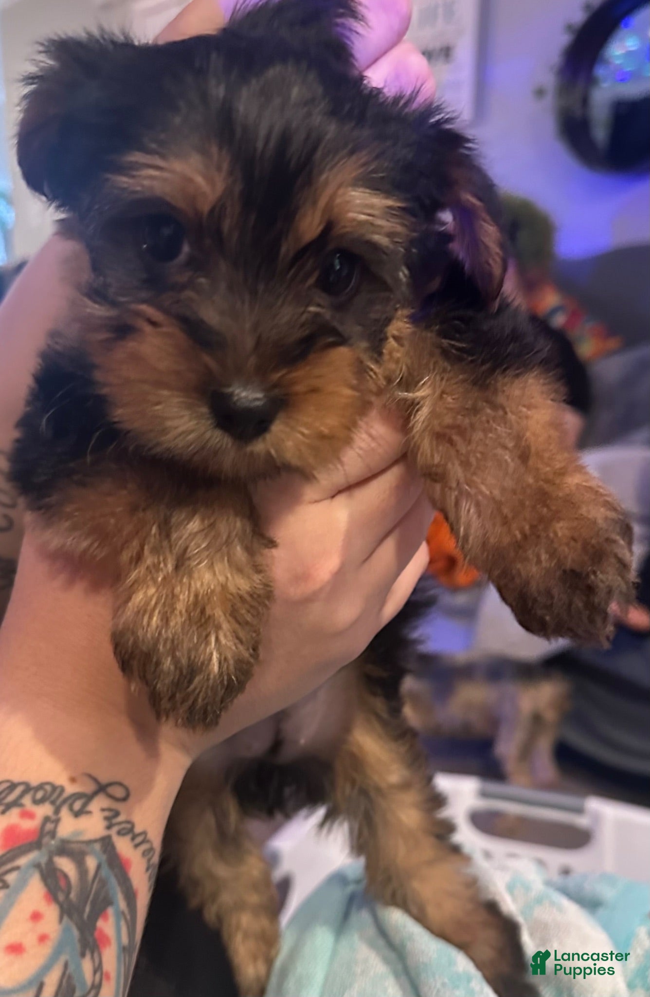 Yorkshire Terrier dogs Hemico - Ad 37