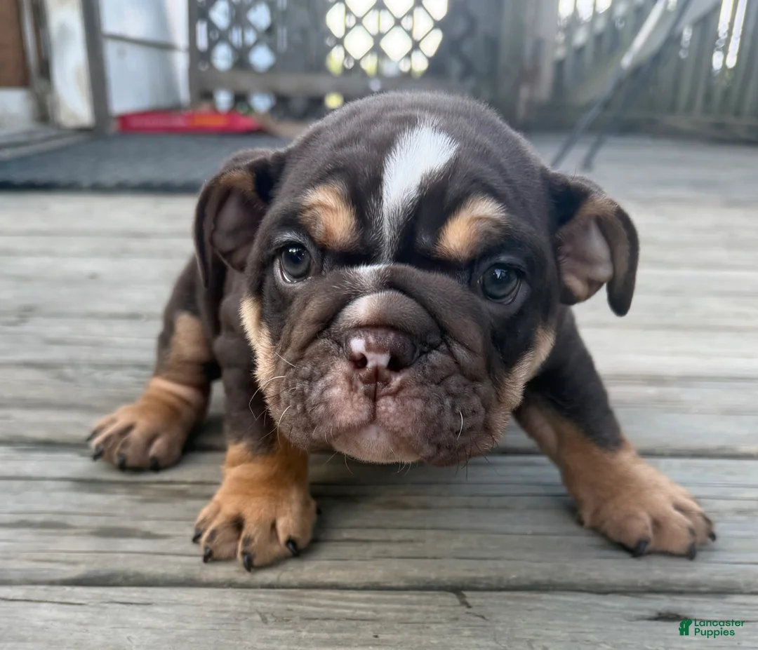 English Bulldog dogs for sale: Coco - Ad 2