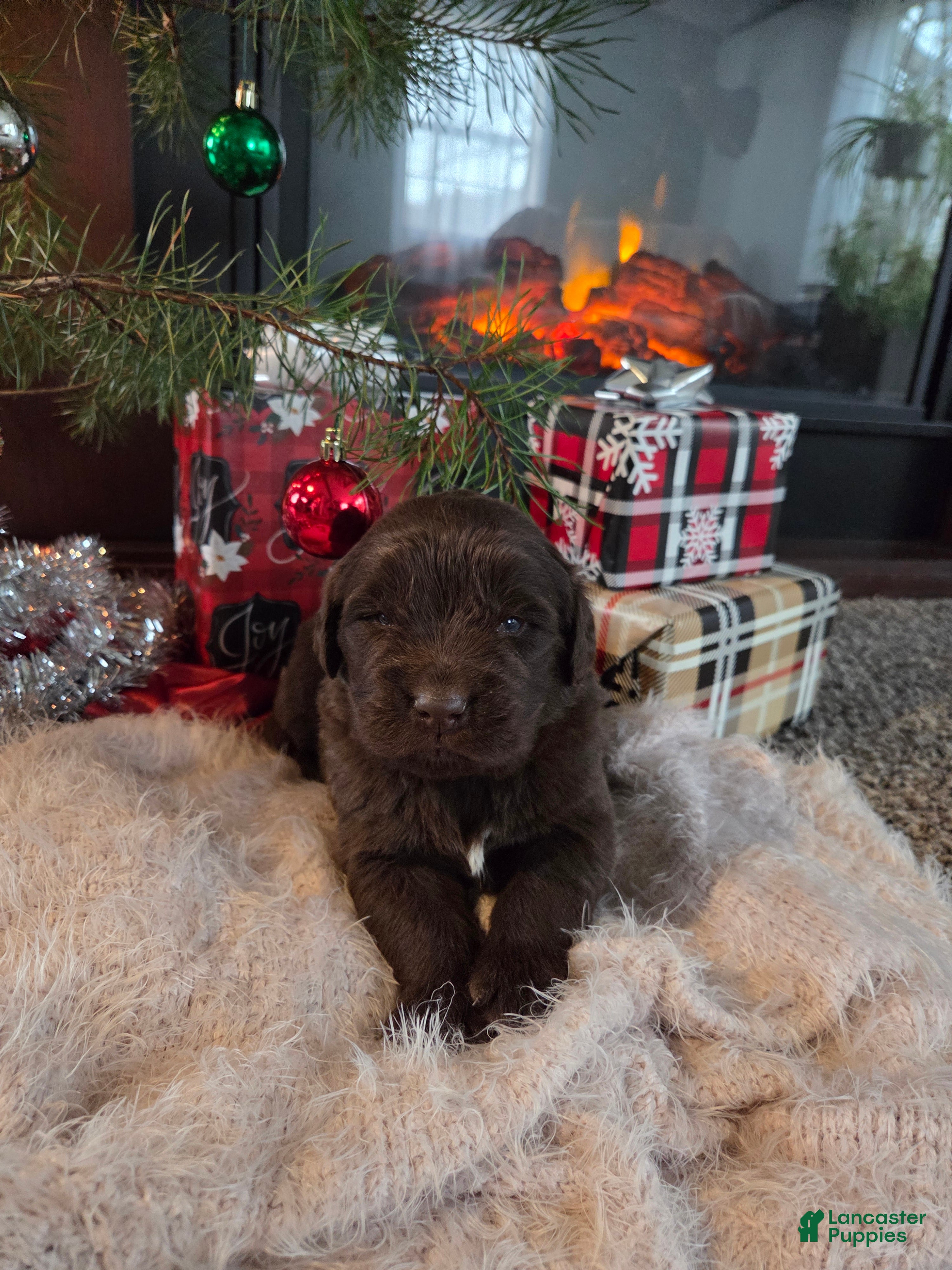 Newfoundland dogs Crimson  - Ad 24