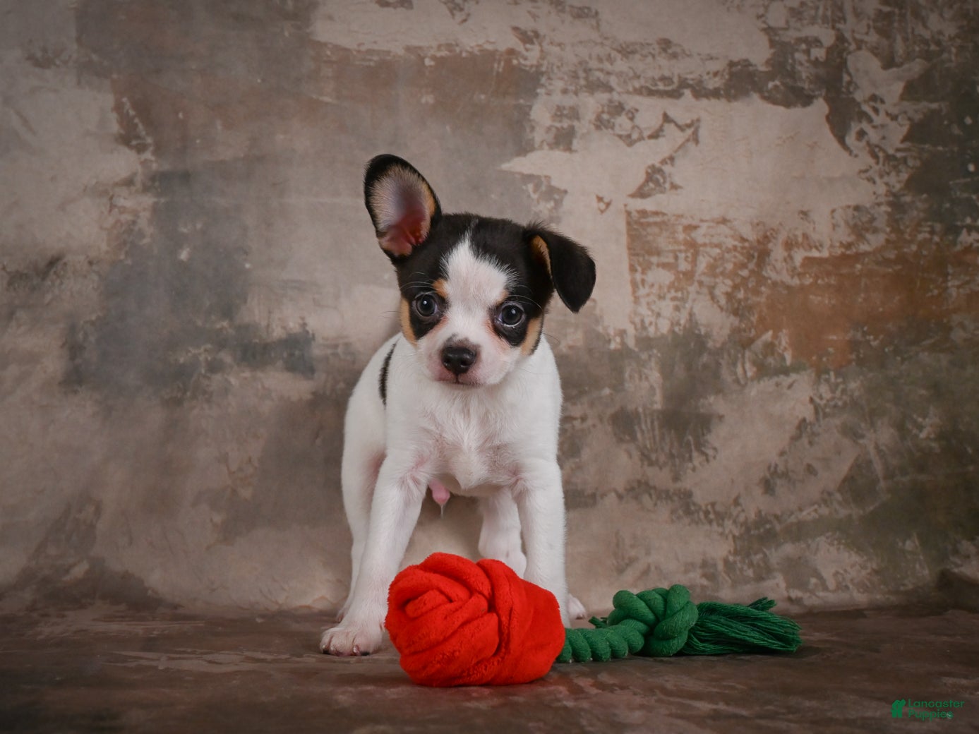 Chihuahua dogs Earl - Ad 2