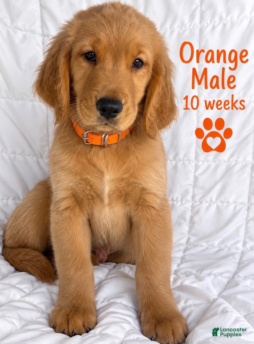Golden Retriever dogs Orange CKC/DNA HLTH Tested - Ad 9