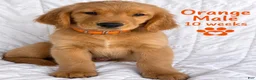 Golden Retriever dogs for sale: Orange CKC/DNA HLTH Tested - Ad 1