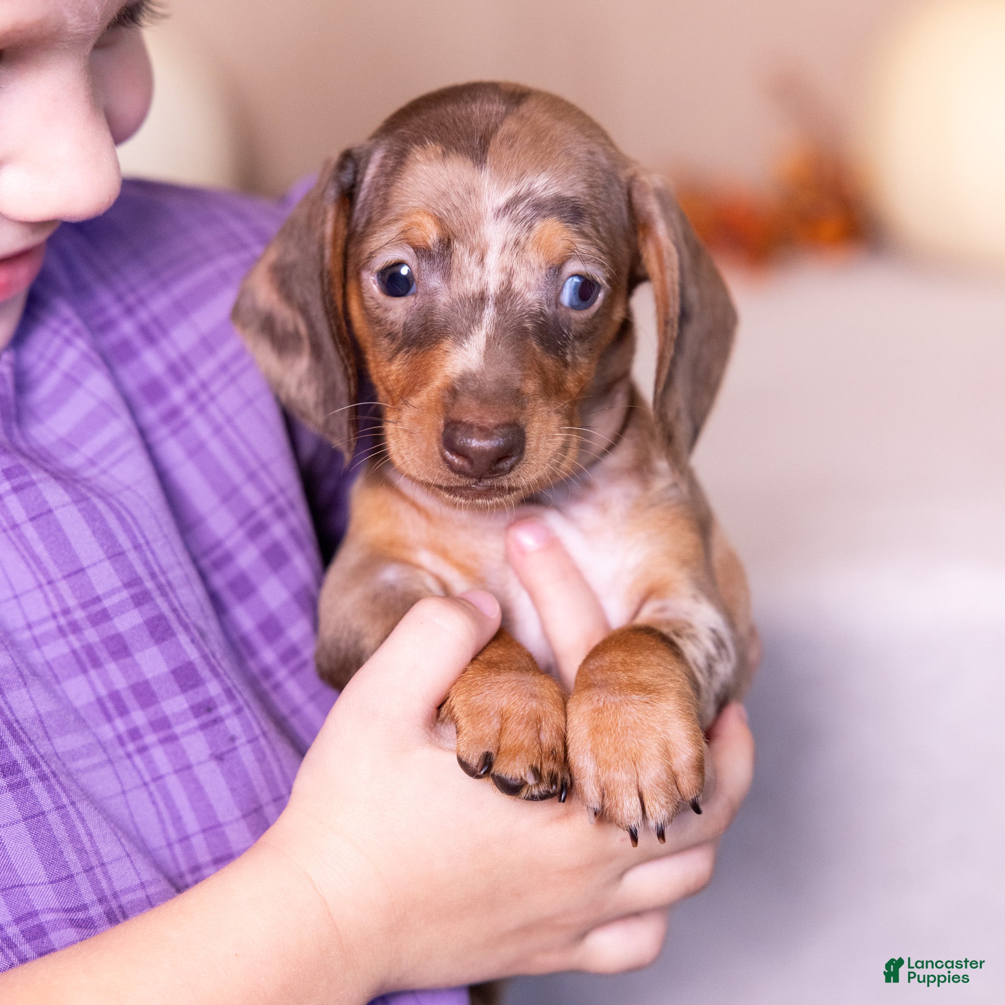 Miniature Dachshund dogs Clara - Ad 2
