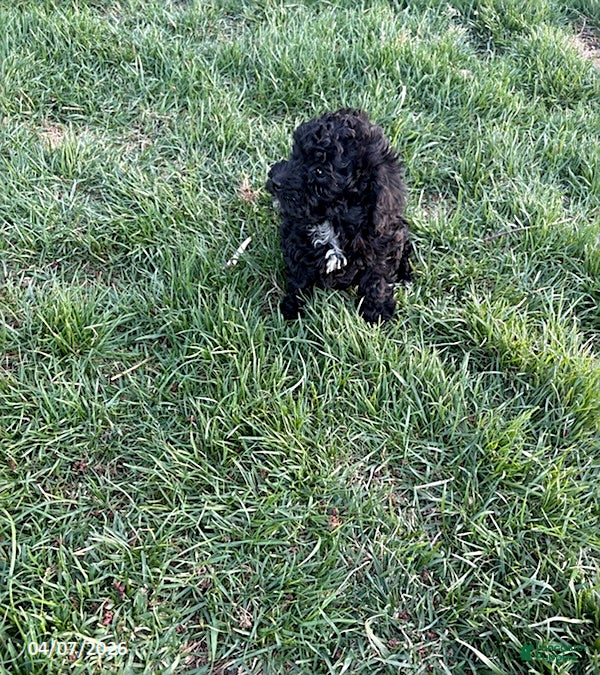 Mixed Breed dogs Bonnie - Ad 1