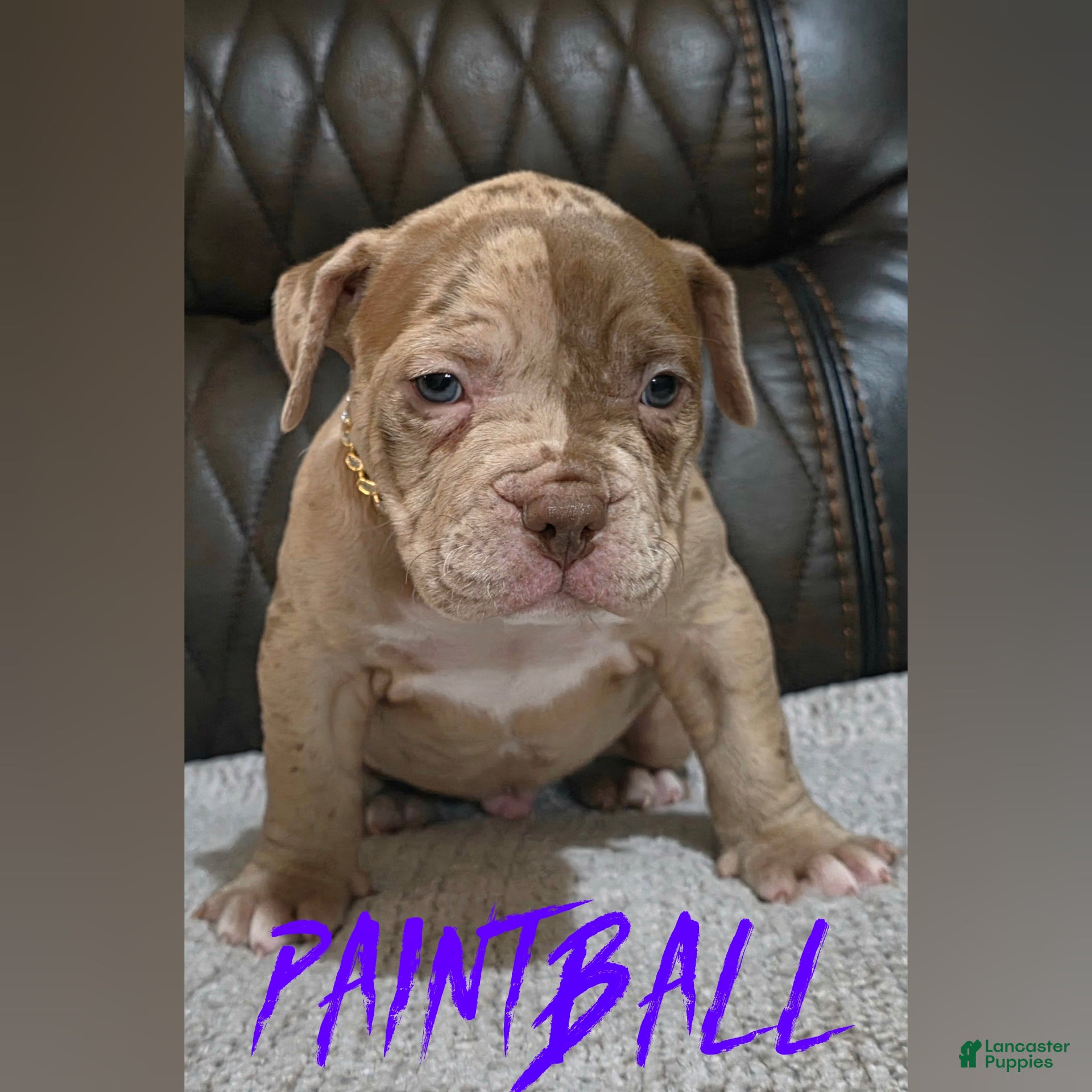American Pit Bull Terrier dogs Paintball  - Ad 15
