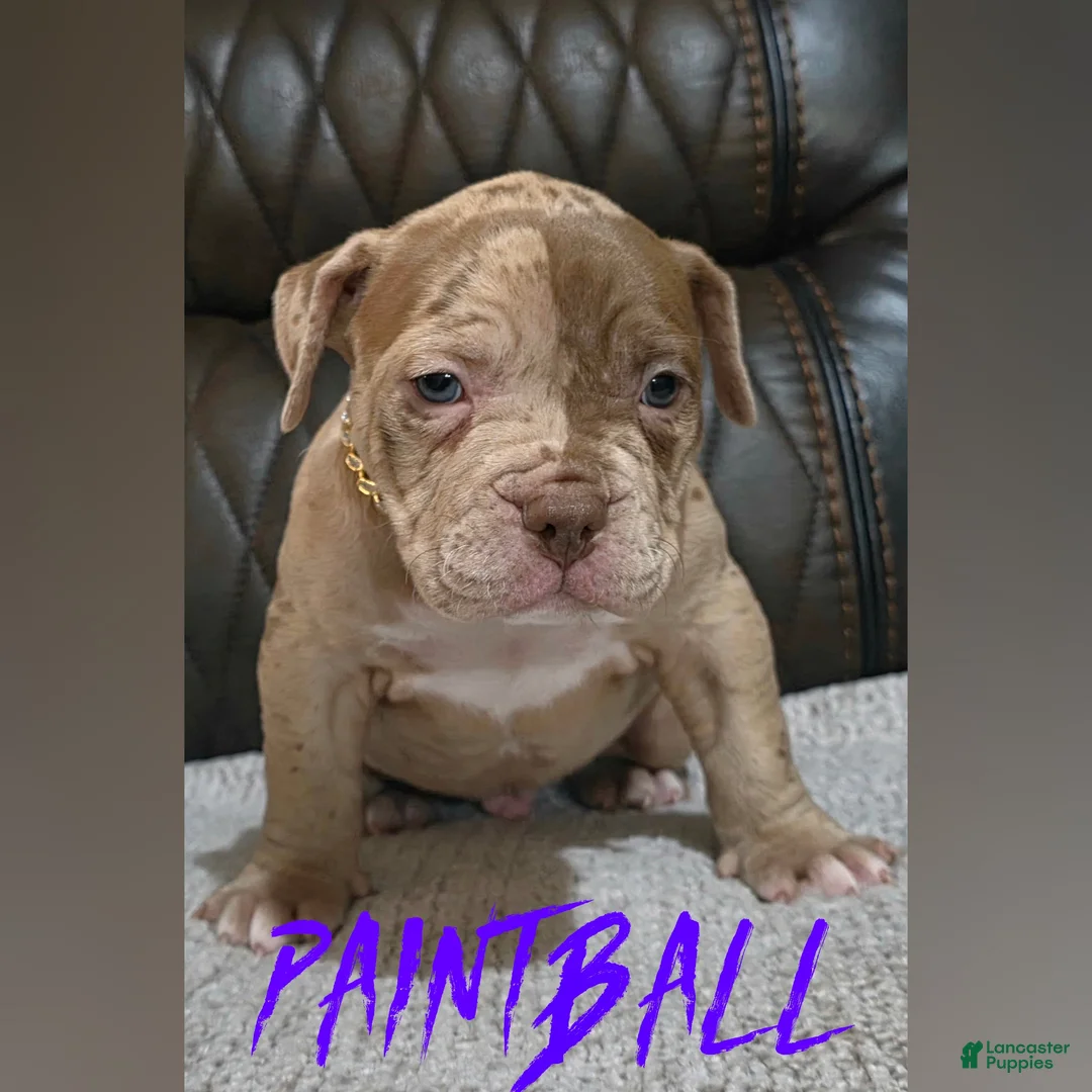 American Pit Bull Terrier dogs for sale: Paintball  - Ad 1
