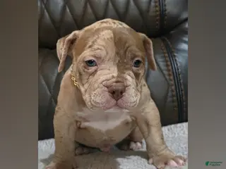 American Pit Bull Terrier dogs Paintball - Ad 15