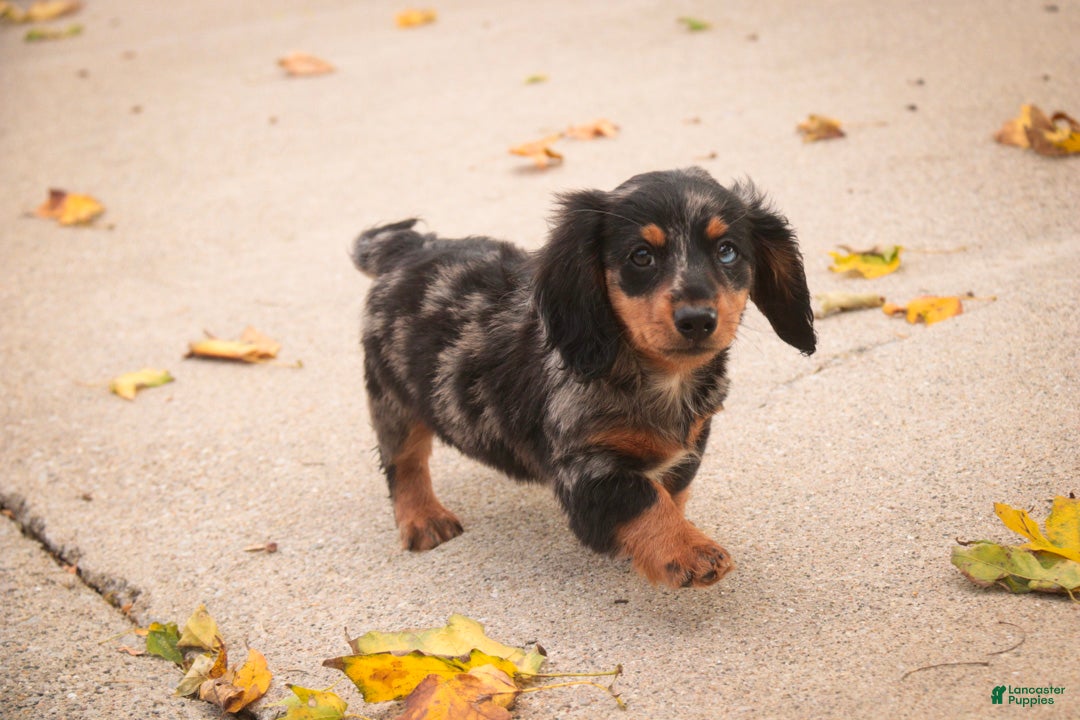 Miniature Dachshund dogs Jack Miniature Dachshund  - Ad 1