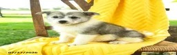 Pomsky dogs for sale: Ryan - Ad 4