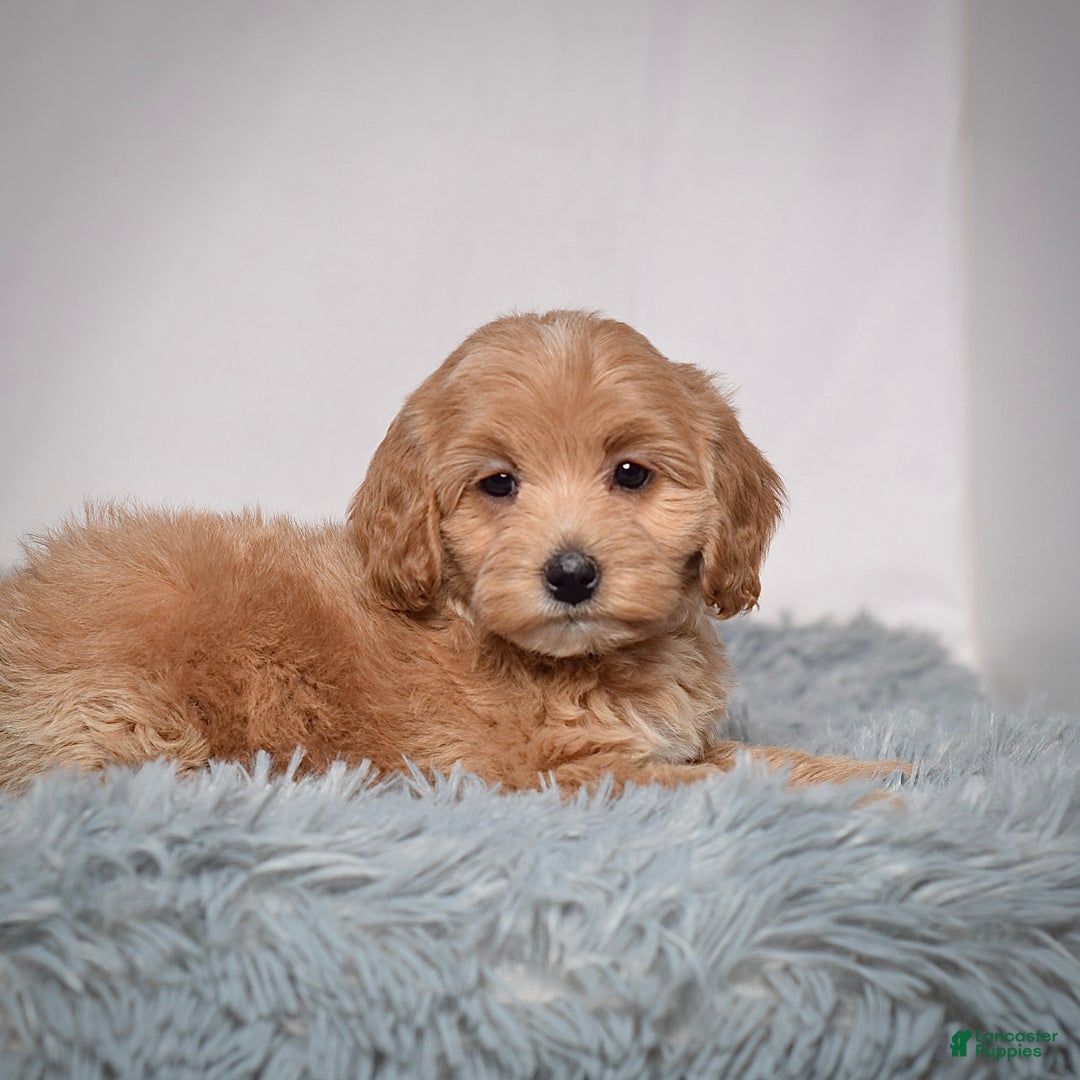 Mini Goldendoodle dogs for sale: Ms. Robinne  - Ad 5