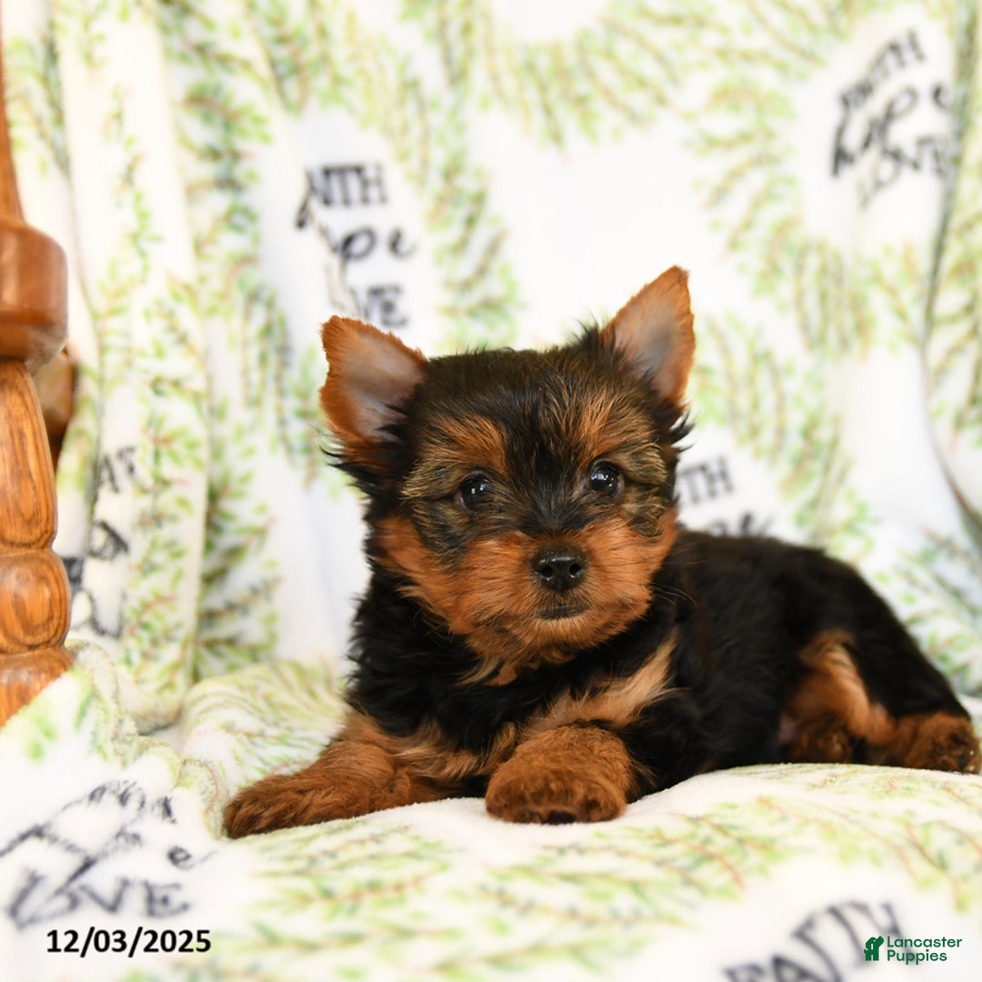 Yorkshire Terrier dogs for sale: Rocky - Ad 2