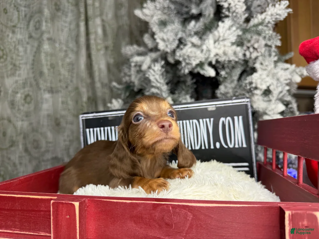 Miniature Dachshund dogs for sale: Ready Christmas eve - Ad 7