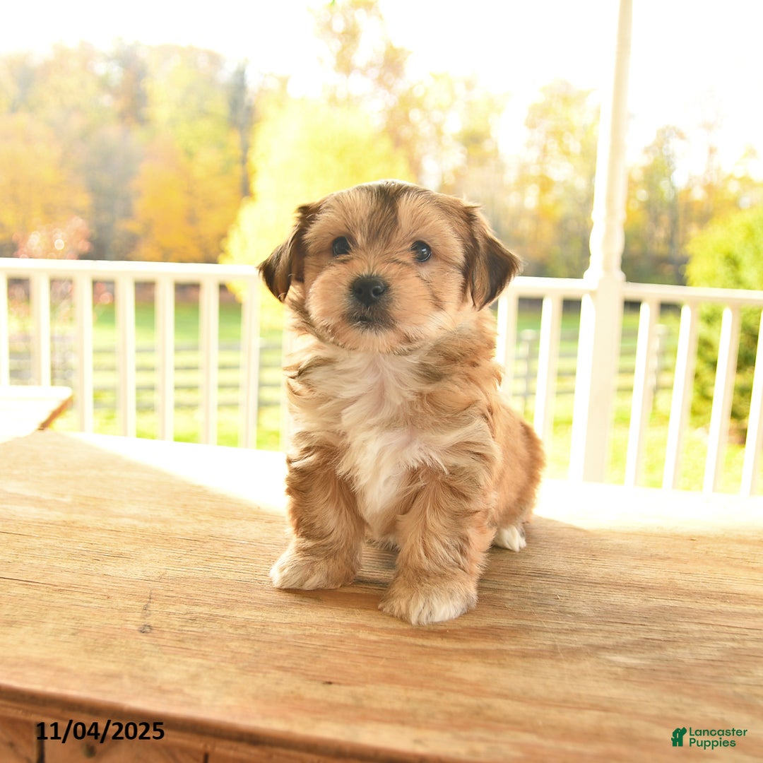 Yochon dogs for sale: Trixie - Ad 9