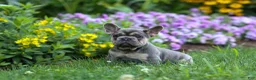 French Bulldog dogs for sale: Finley 🐶 - Ad 11