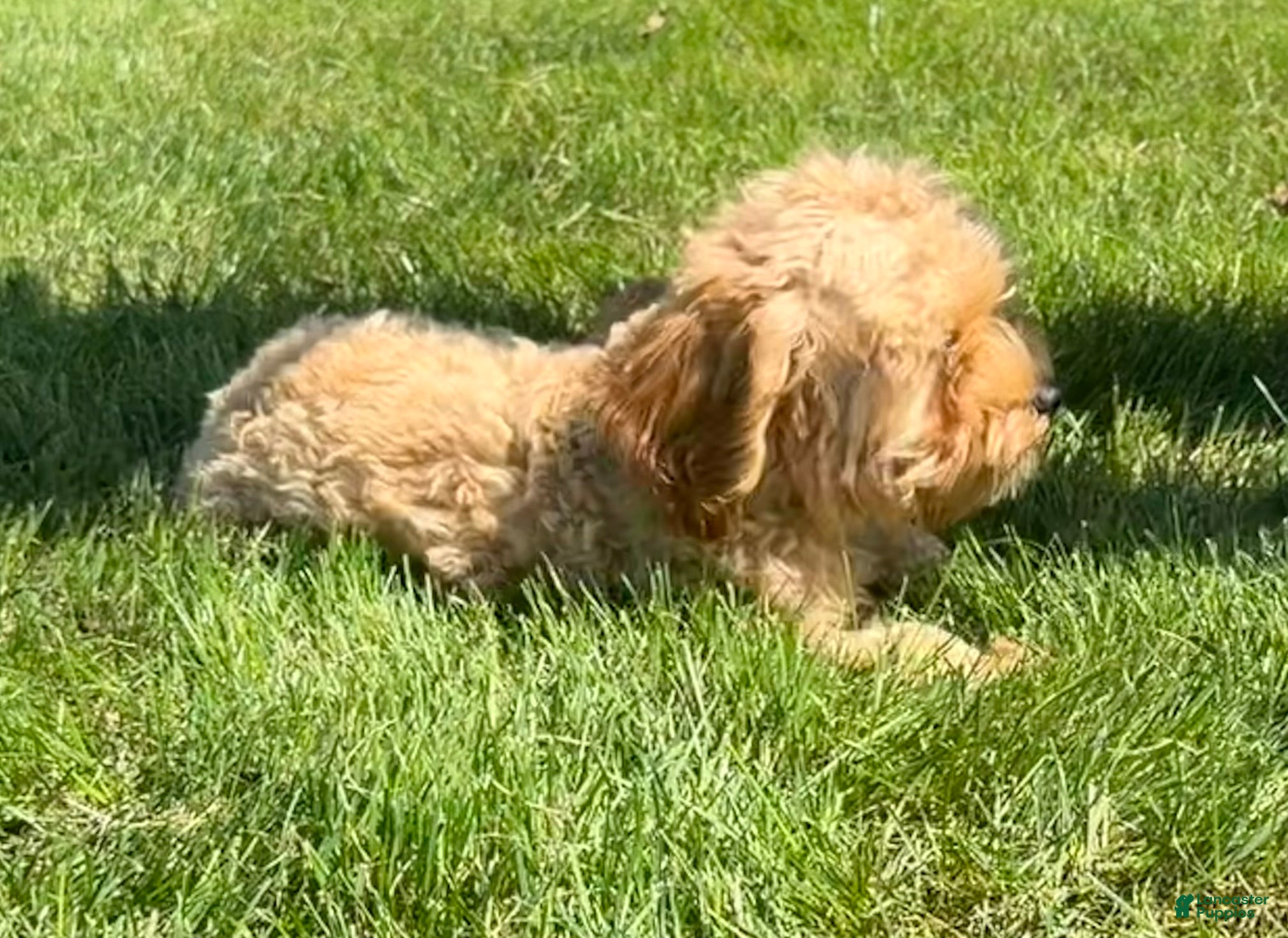 Cavapoo dogs Alex - Ad 2