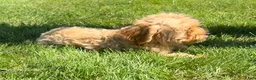 Cavapoo dogs for sale: Alex - Ad 2