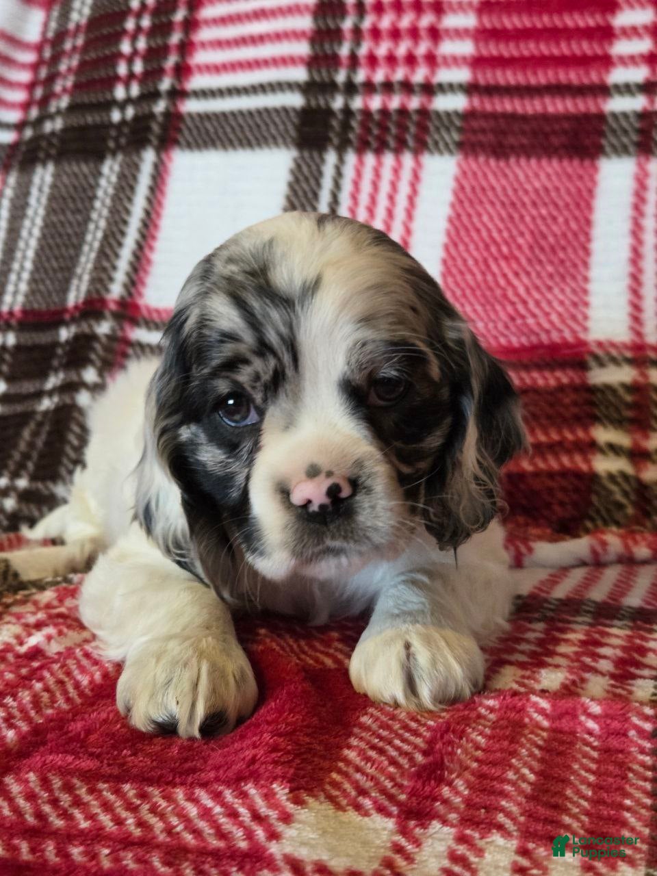 Mixed Breed dogs Alaska  - Ad 2