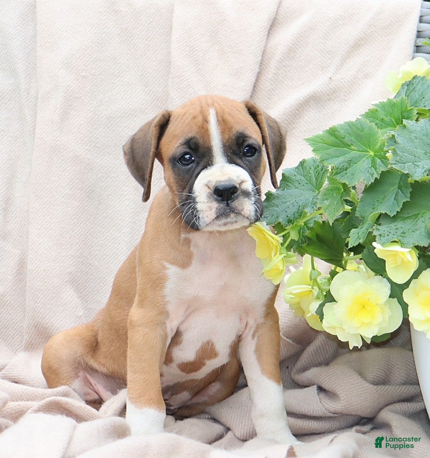 Boxer dogs Quincy - Ad 1