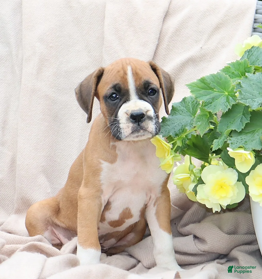 Boxer dogs for sale: Quincy - Ad 1