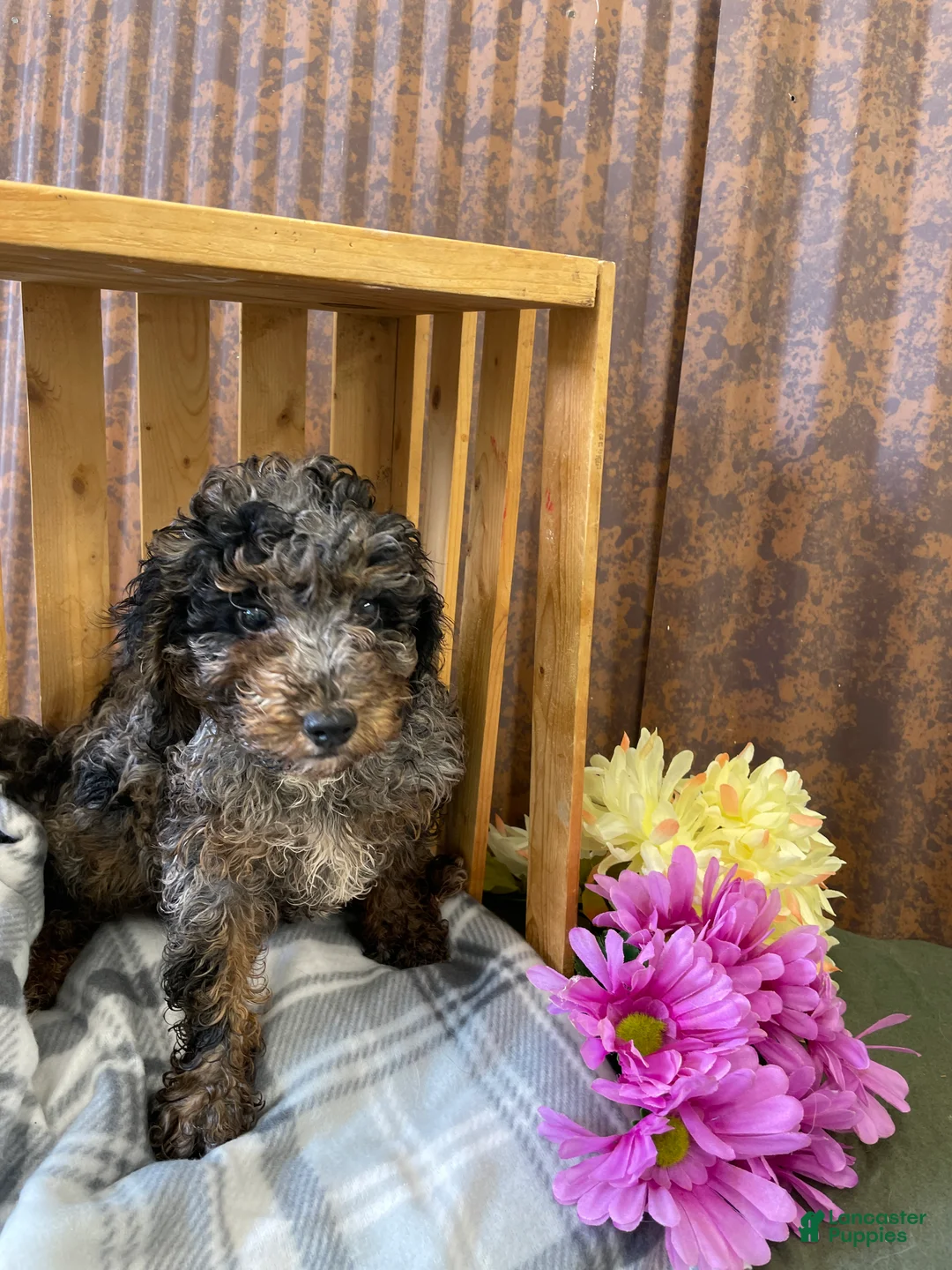 Mini Goldendoodle dogs for sale: Gunner - Ad 1