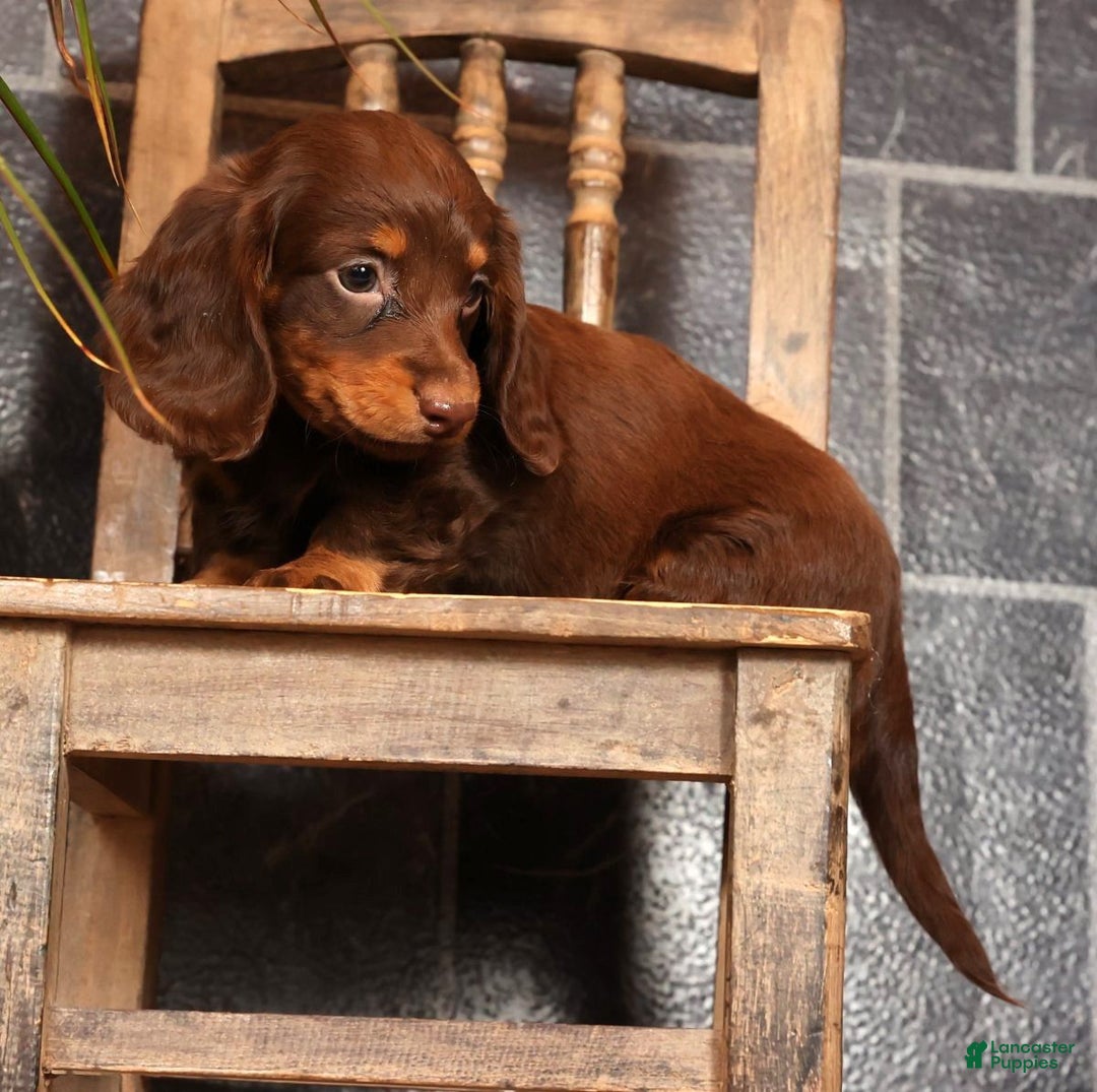 Miniature Dachshund dogs for sale: Alli - Ad 6