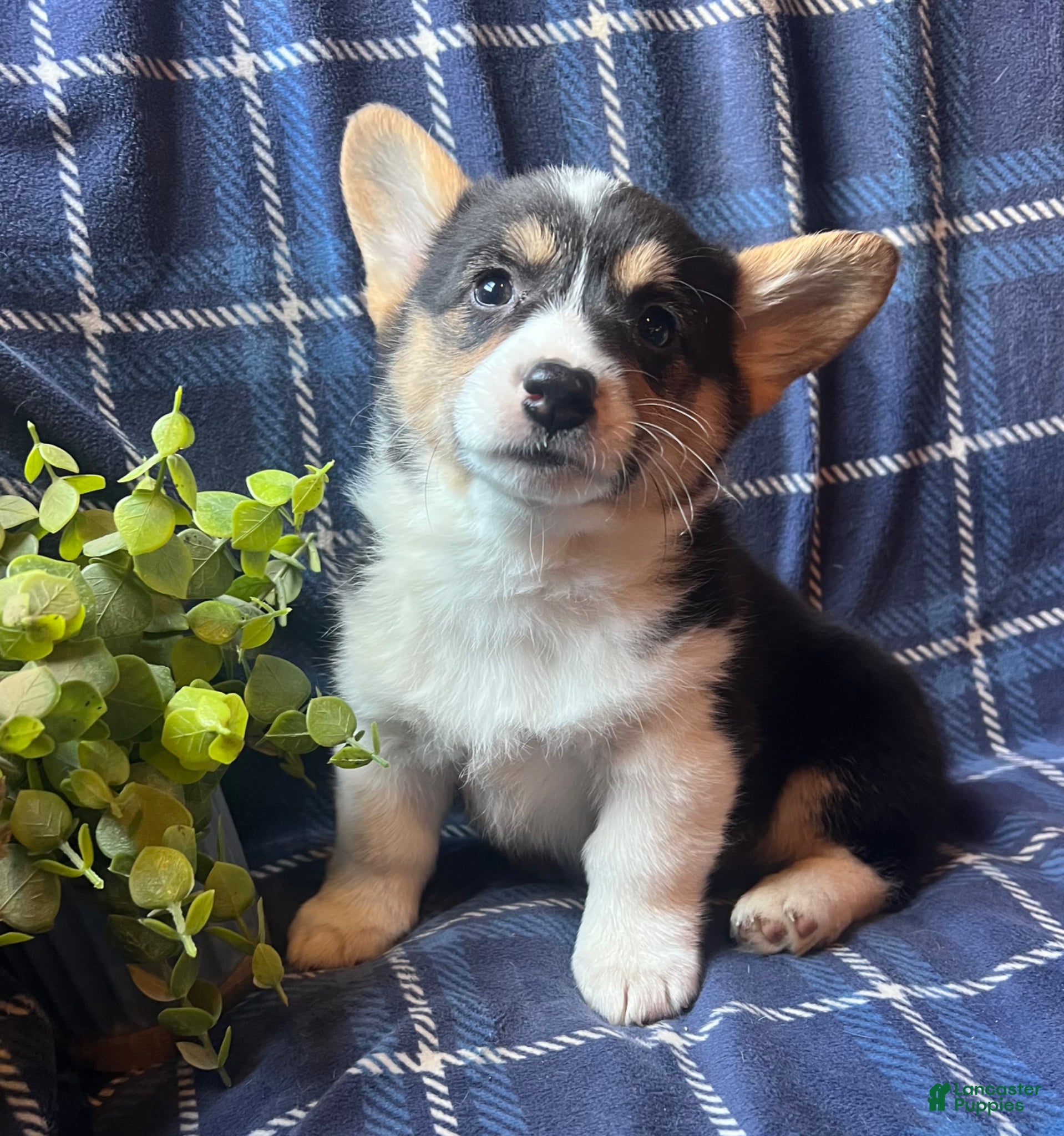 Welsh Corgi Pembroke dogs Flint - Ad 20