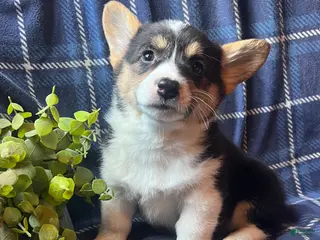 Welsh Corgi Pembroke dogs Flint - Ad 20