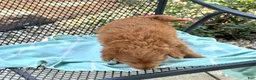 Mini Goldendoodle dogs for sale: Goldie - Ad 5