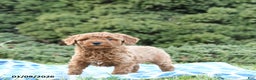 Mini Goldendoodle dogs for sale: Sage - Ad 2