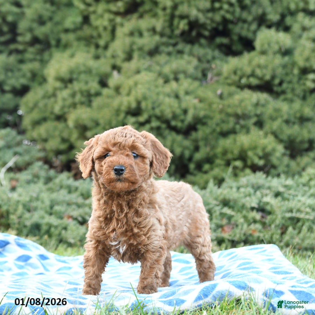 Mini Goldendoodle dogs for sale: Sage - Ad 2