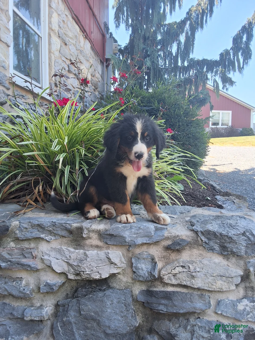 Bernese Mountain Dog dogs for sale: Bernese Mountain Dog 1 - Ad 2