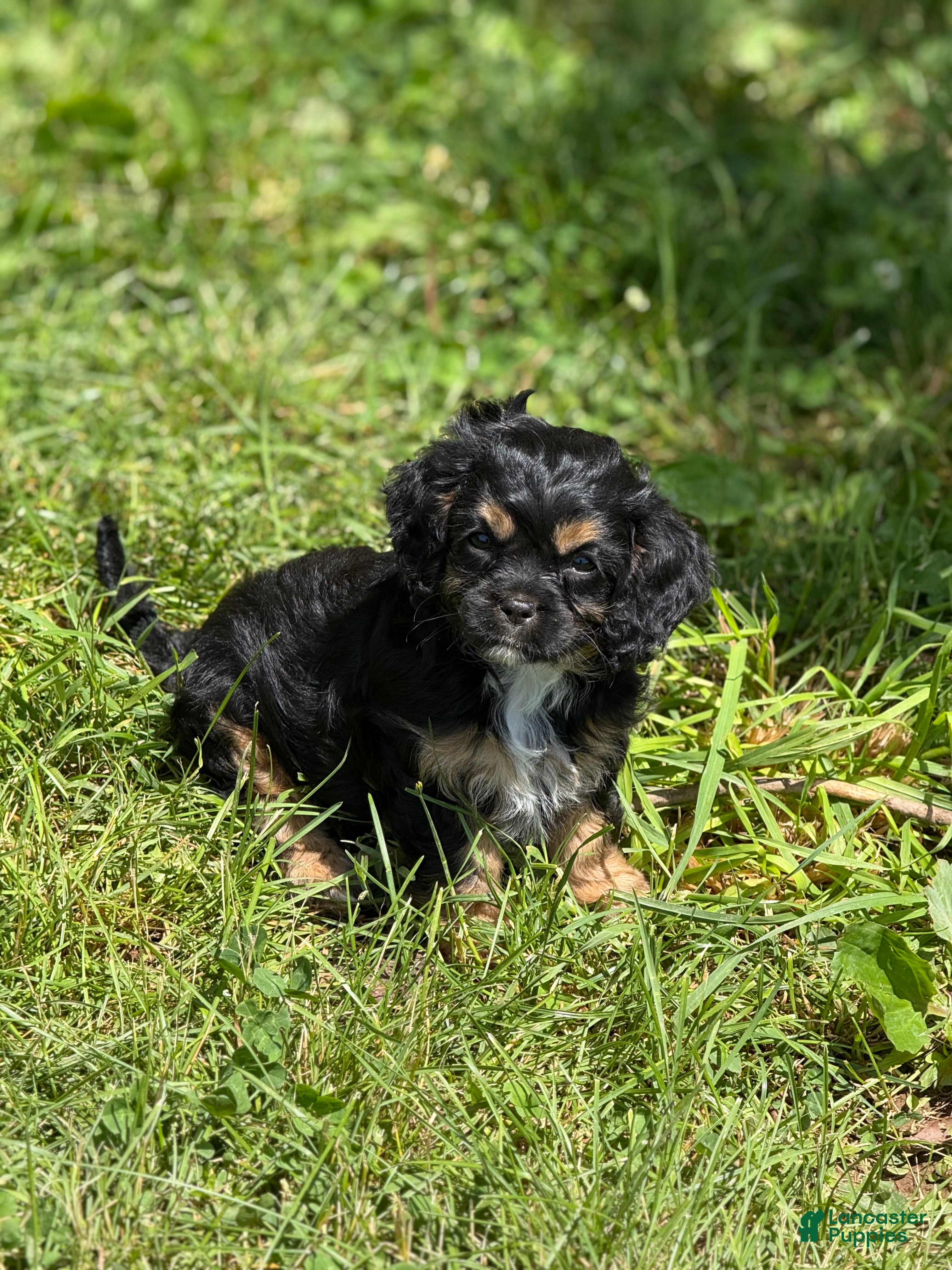 Cavapoo dogs Cavapoo Puppy 2 - Ad 34