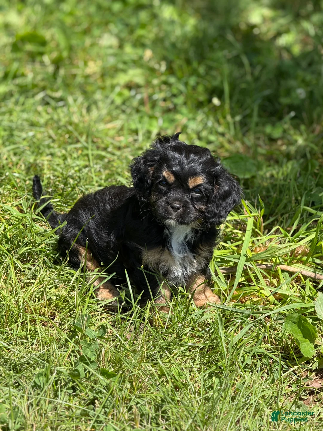 Cavapoo dogs for sale: Cavapoo Puppy 2 - Ad 1
