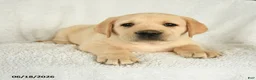 Labrador Retriever dogs for sale: Miles - Ad 3