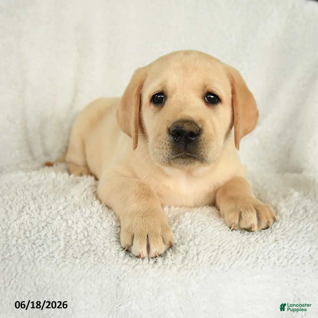 Labrador Retriever dogs for sale: Miles - Ad 3