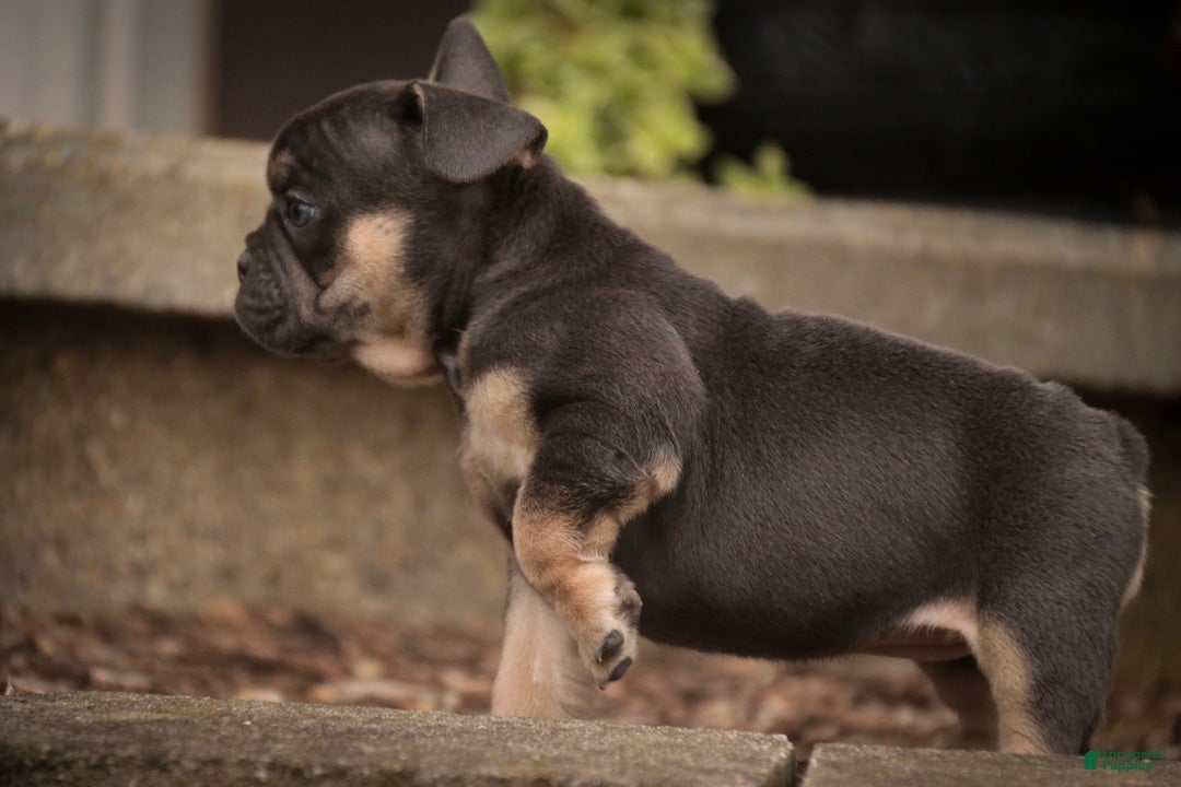 French Bulldog dogs Casey French Bulldog  - Ad 2