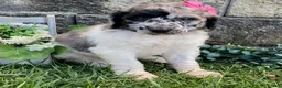 Standard Poodle dogs for sale: Tess- genetic clear - Ad 3