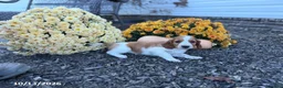Welsh Springer Spaniel dogs for sale: Lady - Ad 9
