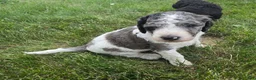 Newfypoo dogs for sale: Shasta - Ad 3