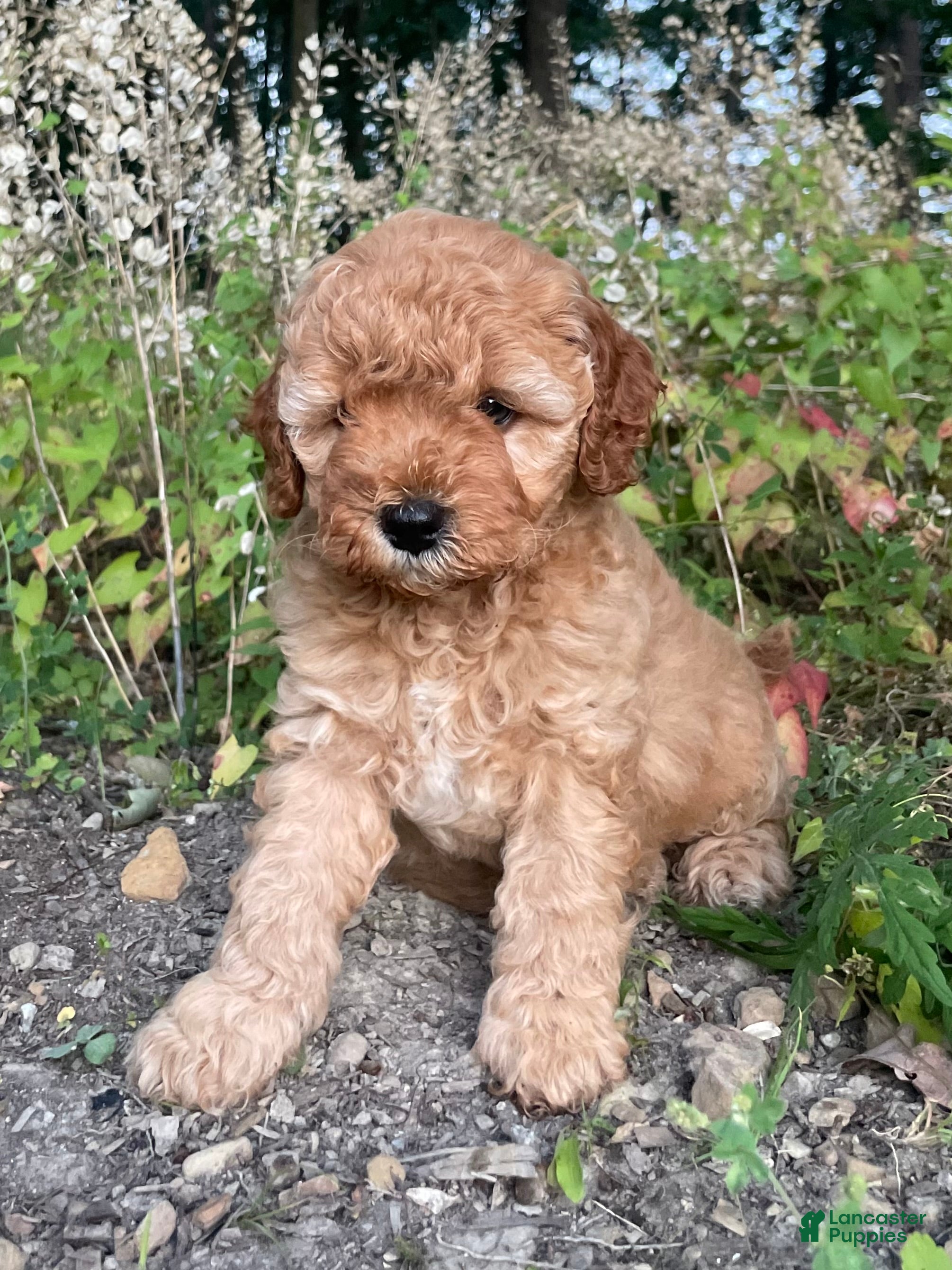 Cavapoo dogs Emmy - Ad 1
