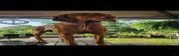 Vizsla dogs for stud: Red the stud  - Ad 5