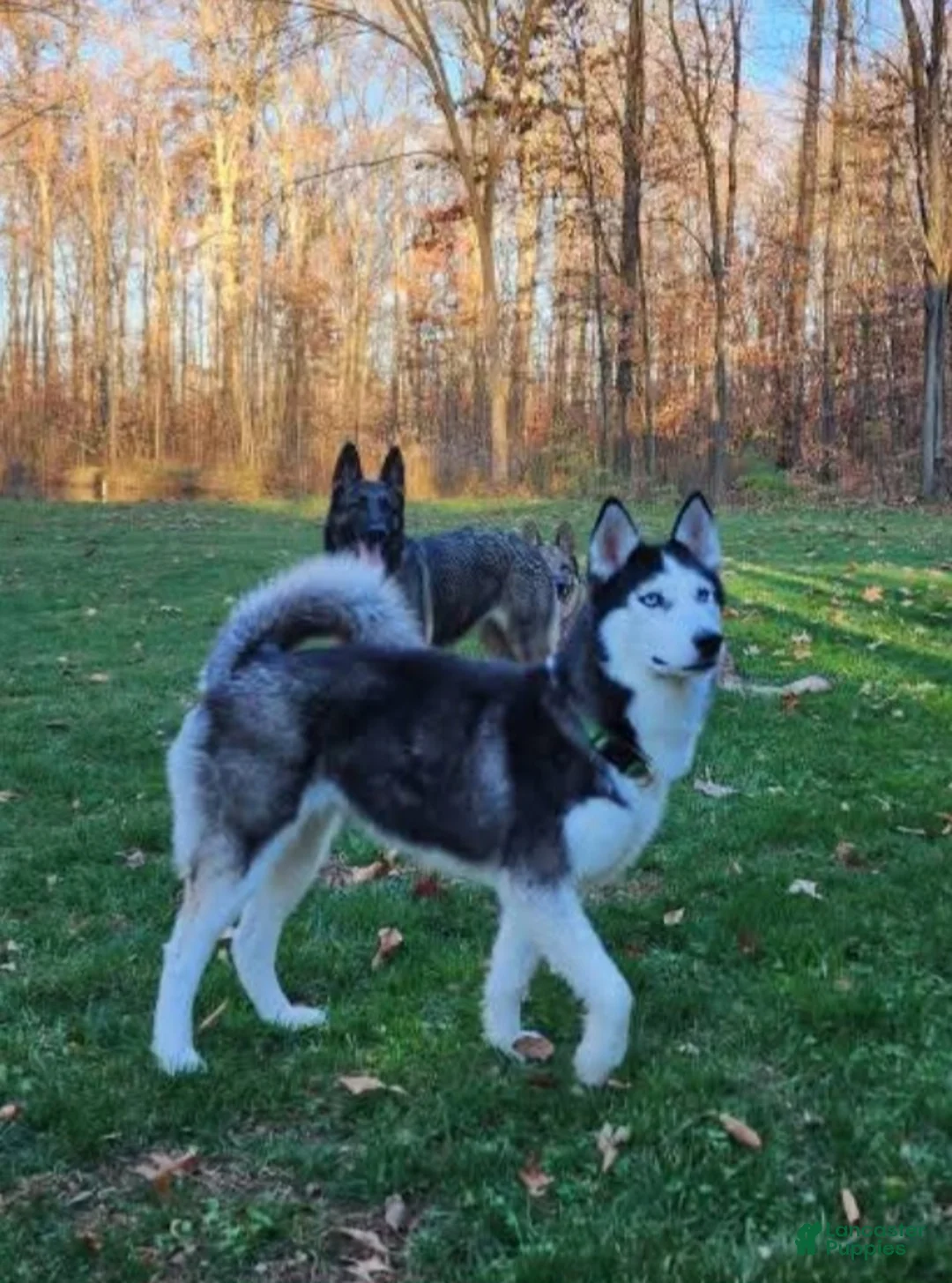 Mixed Breed dogs for sale: Mixed Breed 2 - Ad 2