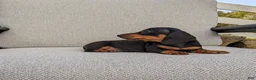 Miniature Dachshund dogs for sale: Freddie  - Ad 4