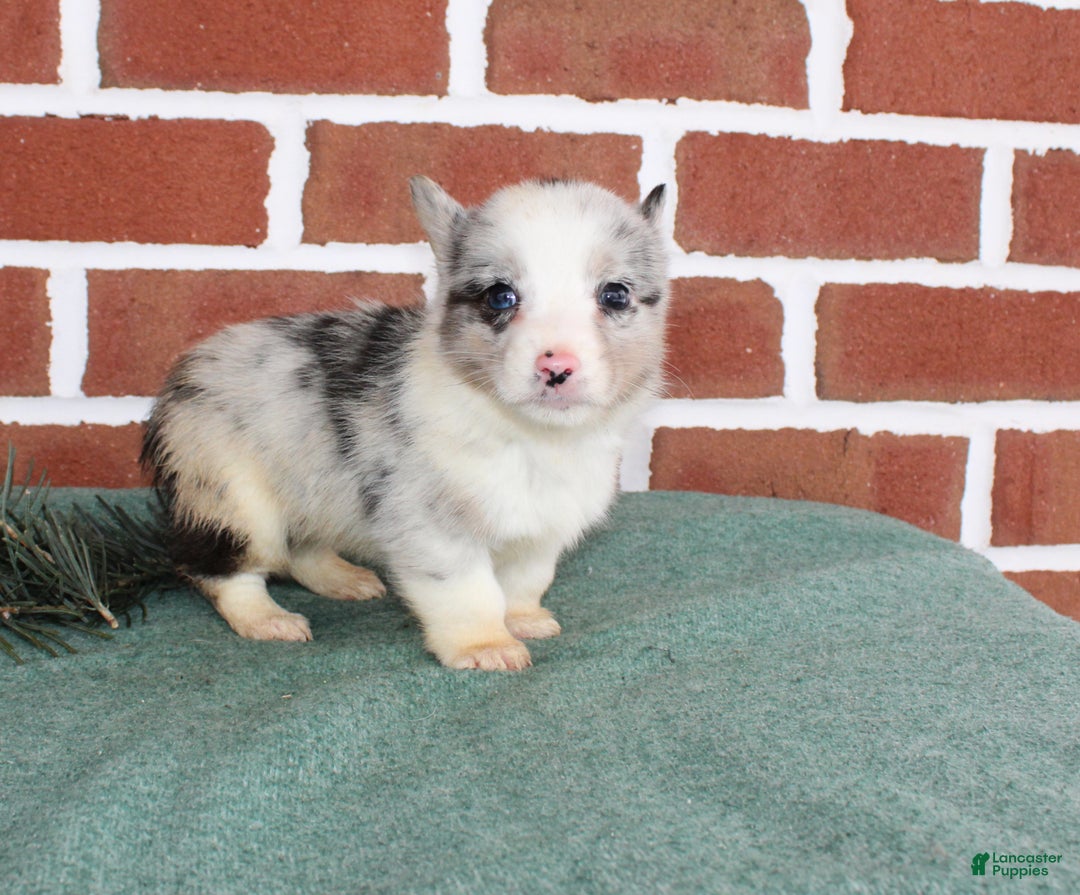 Welsh Corgi Pembroke dogs for sale: Jack - Ad 4