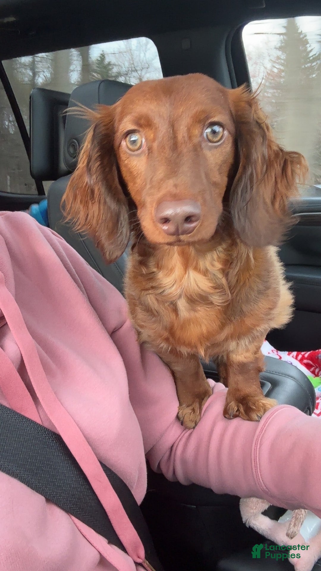 Dachshund dogs for sale: 1year old Dachshund  - Ad 2