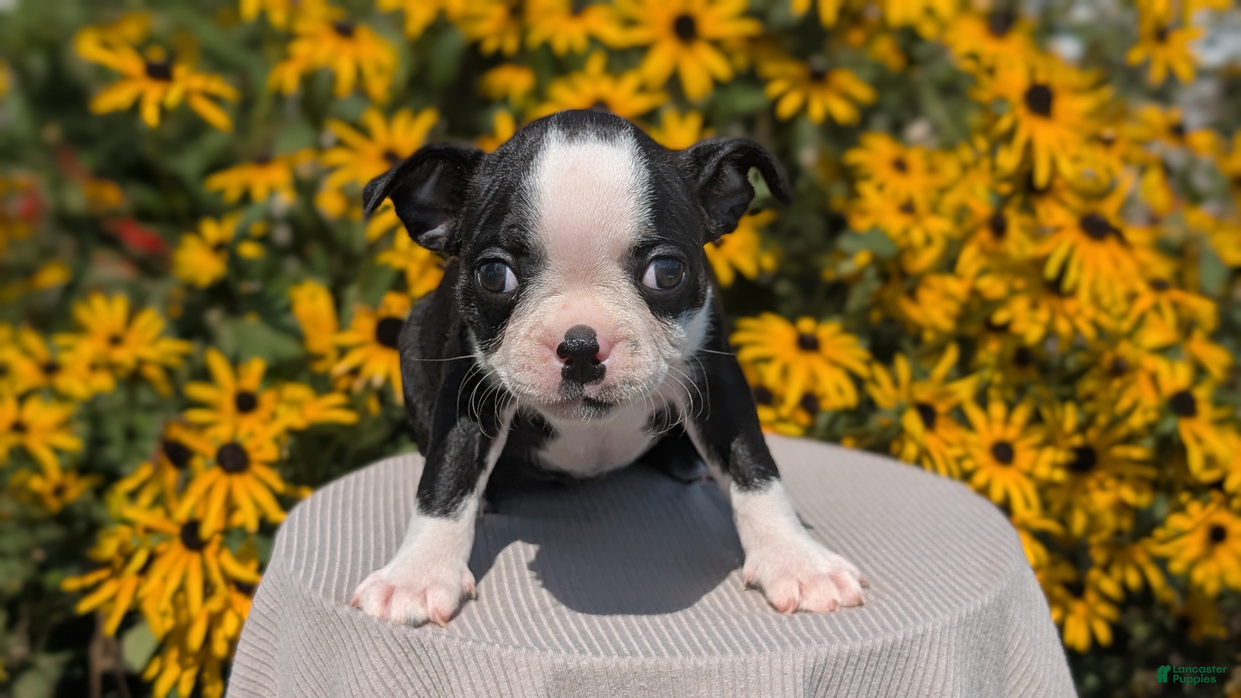 Boston Terrier dogs Trixie - Ad 2