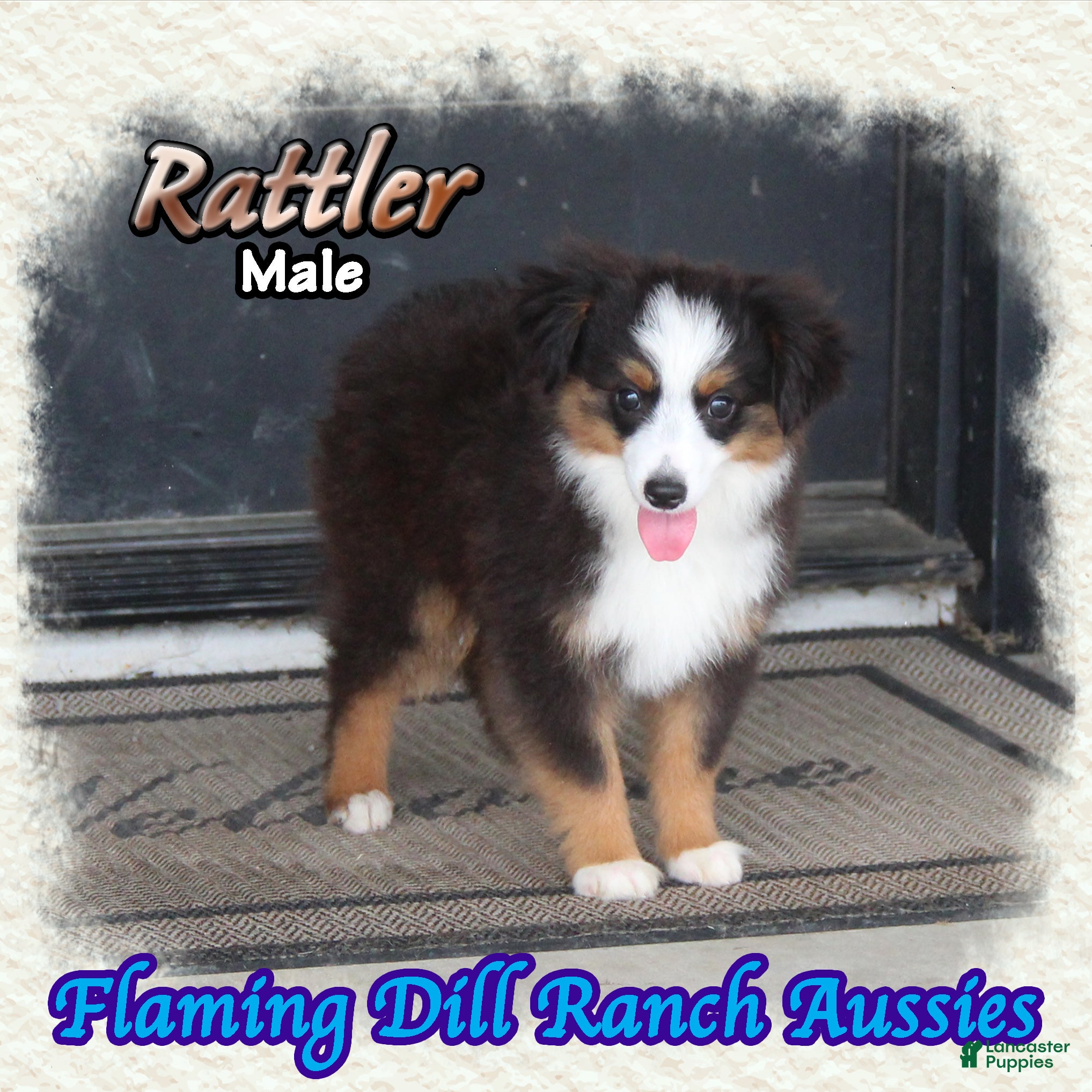 Toy Australian Shepherd dogs for sale: Rattler - Ad 1